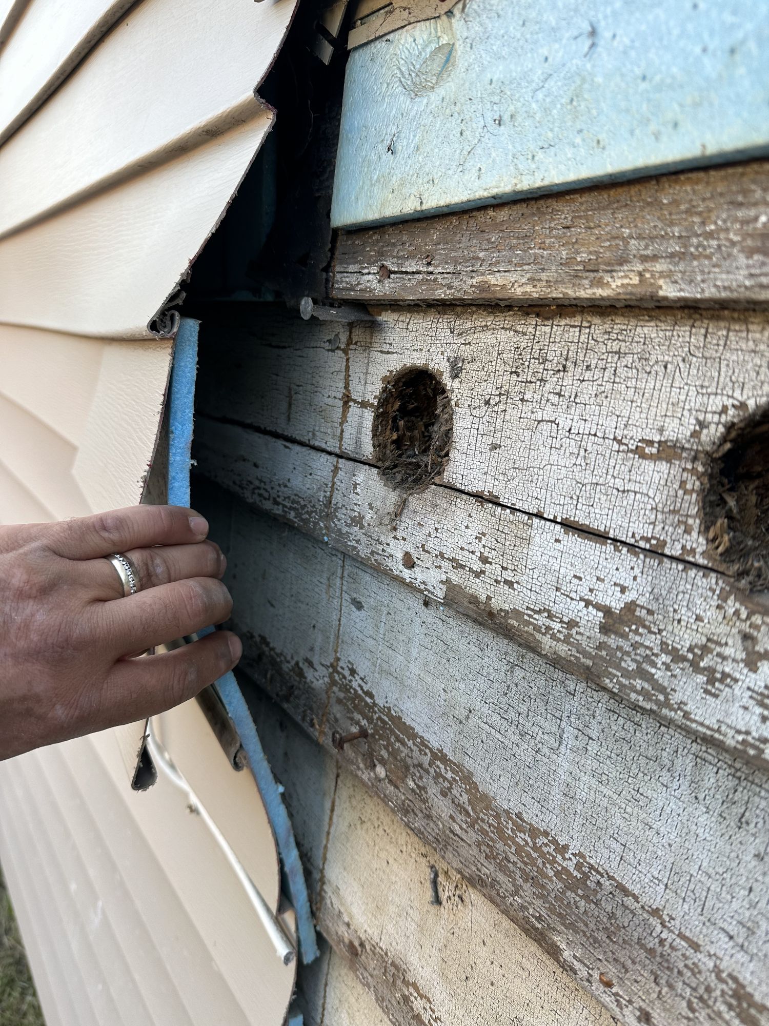 Inspecting rotted clapboard siding with insect boring holes behind trim