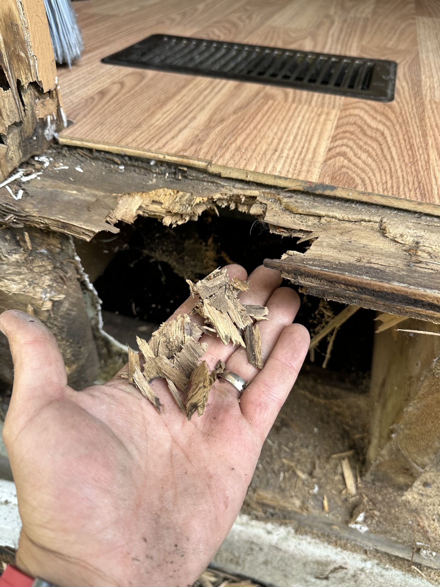 Rotted subfloor timber crumbling in hand where a floor was opened up